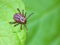 Agile Pest Control
