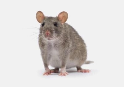 CURA Termite And Pest Control