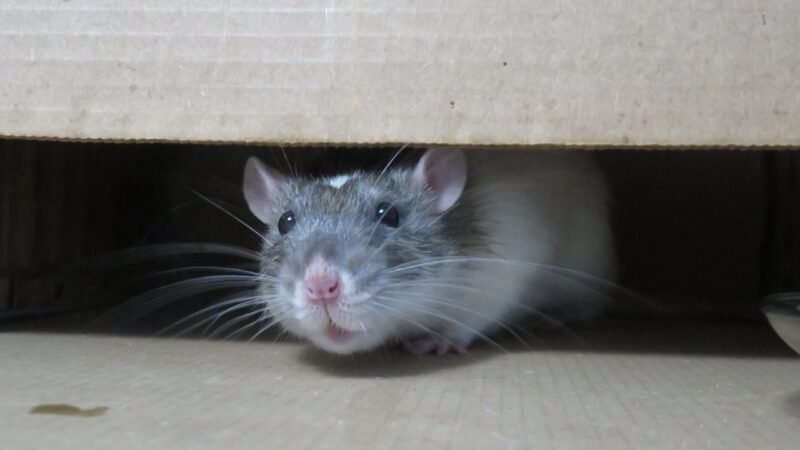 Twin Home Rodent Control